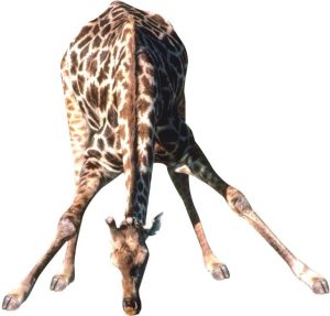 Giraffa