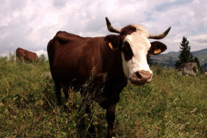 cow_public