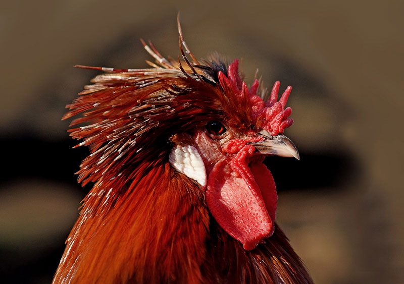 Influenza aviaria: confermato focolaio #H7N7 in Germania