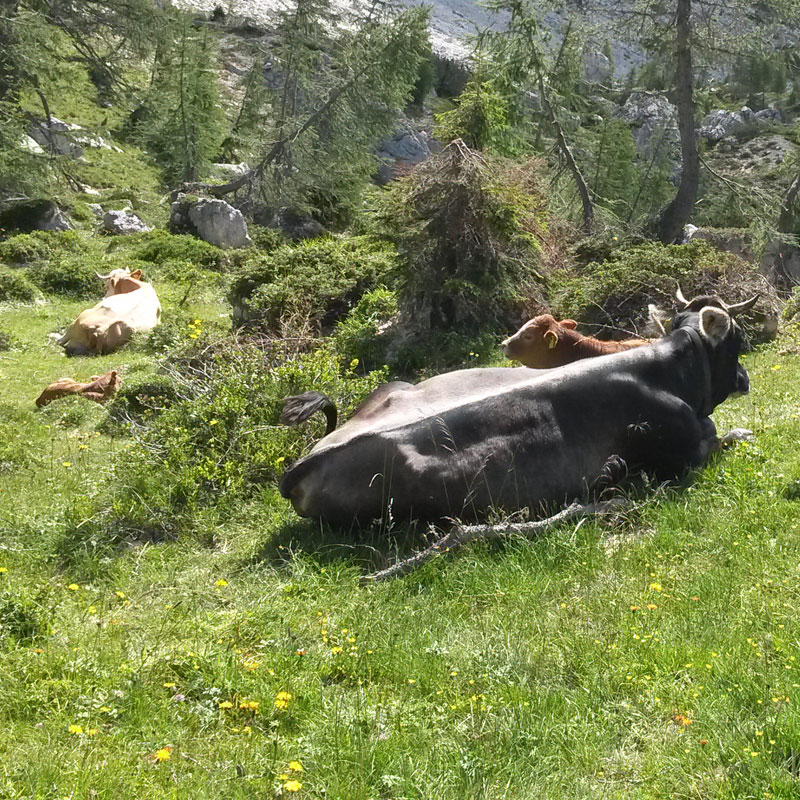 Il veterinario aziendale in Alto Adige: una convenzione retribuita