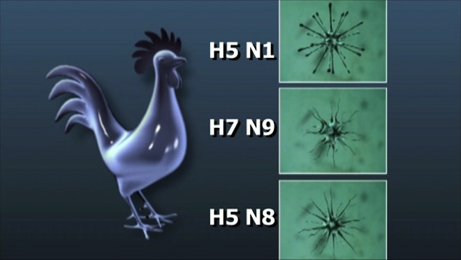 Influenza aviaria H5N8, situazione in Europa