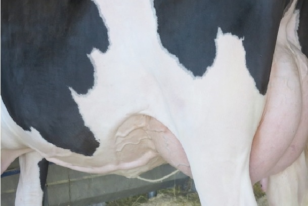 Cessione del latte crudo. Cova: Ministero controlli i contratti scritti tra produttori e industria