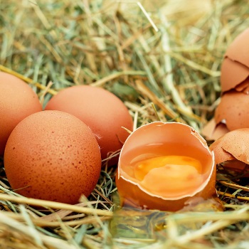 Uova contaminate Fipronil: urgente porre in sede Ue la questione dell’etichettatura degli alimenti
