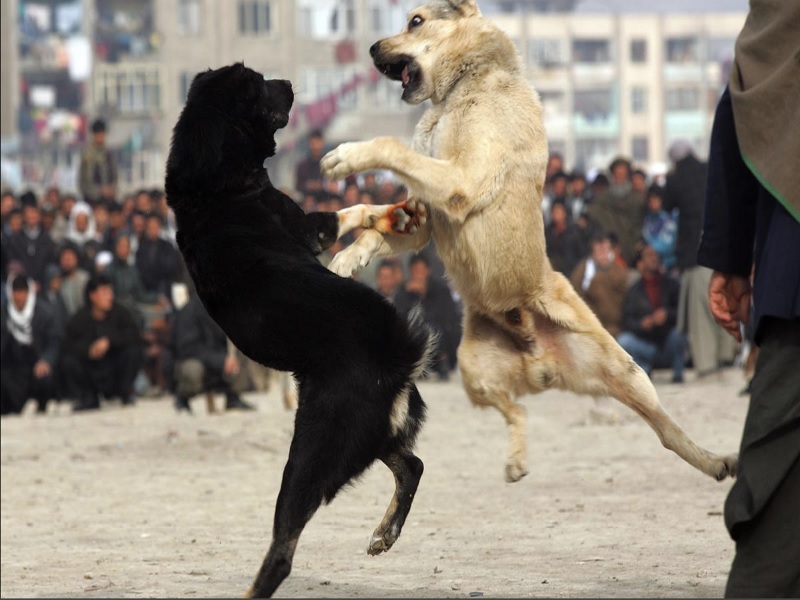 “Antimafia si occupi di malavita e combattimenti tra cani”: l’appello dell’On. Anzaldi