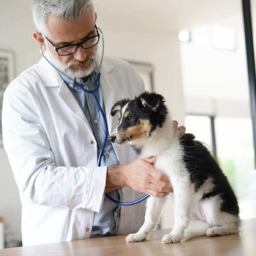 I vantaggi per essere iscritti a un sindacato per veterinari