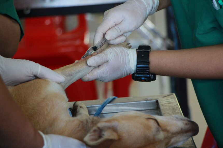 I servizi offerti da SIVeLP il sindacato veterinari liberi professionisti